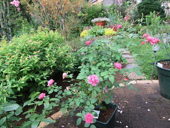 夏の裏庭_f0067514_2027174.jpg