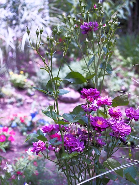 咲き続けるバラ ミッドナイトブルー Happy Homes Gardens