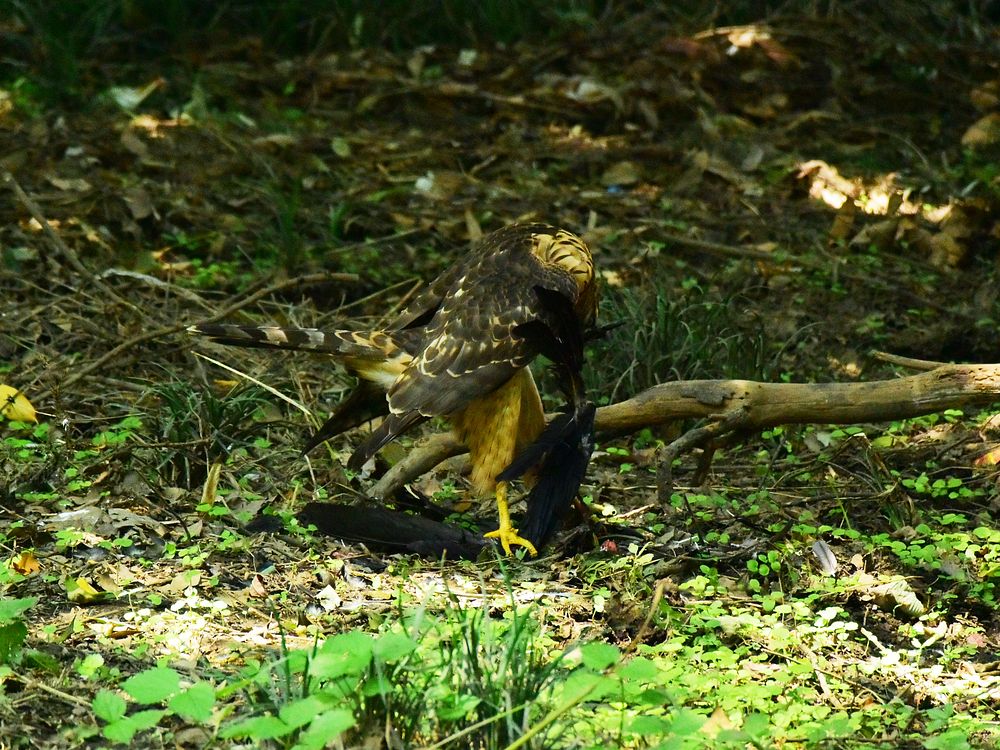 オオタカ幼鳥カラス解体ショー(2)・・・毟る!そして・・・_a0031821_14393436.jpg