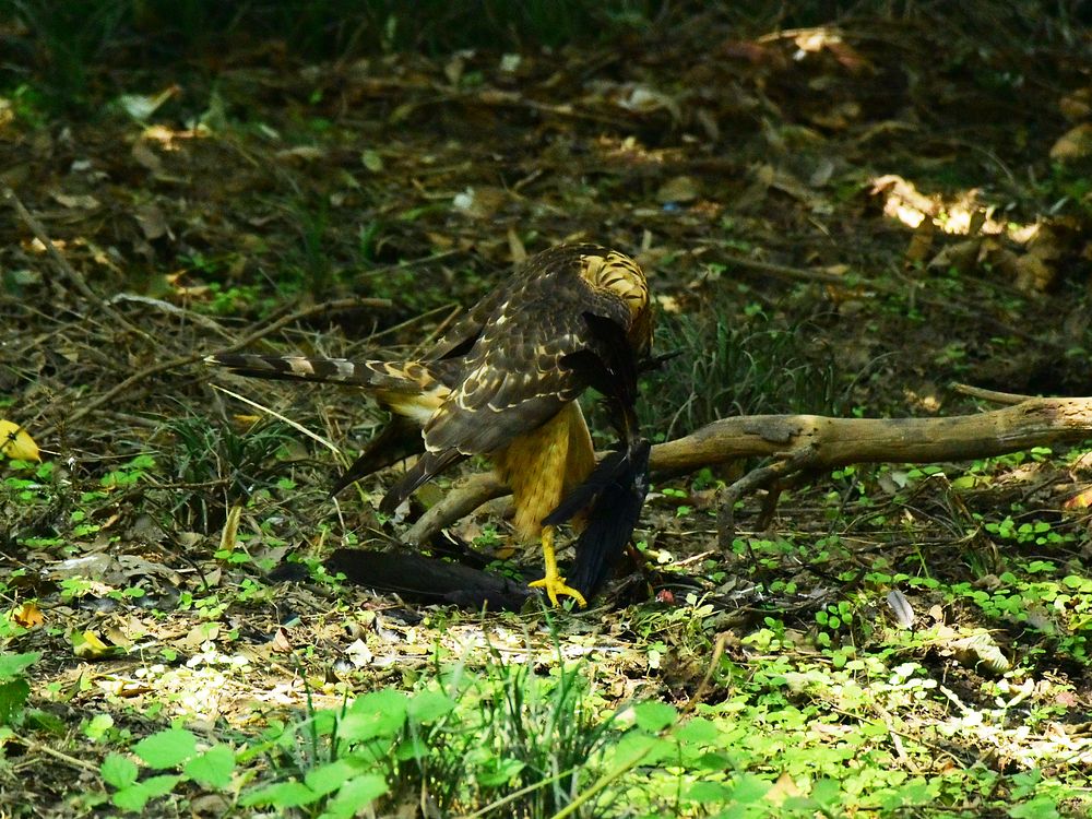 オオタカ幼鳥カラス解体ショー（２）・・・毟る！そして・・・_a0031821_14393436.jpg