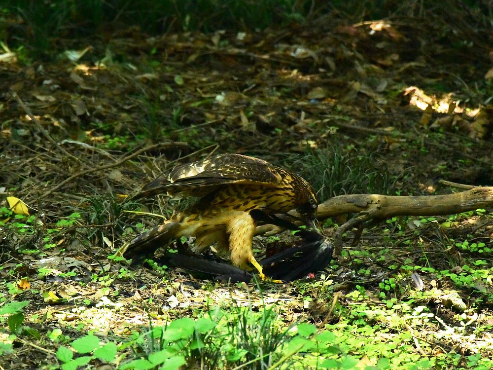 オオタカ幼鳥カラス解体ショー（２）・・・毟る！そして・・・_a0031821_14403868.jpg