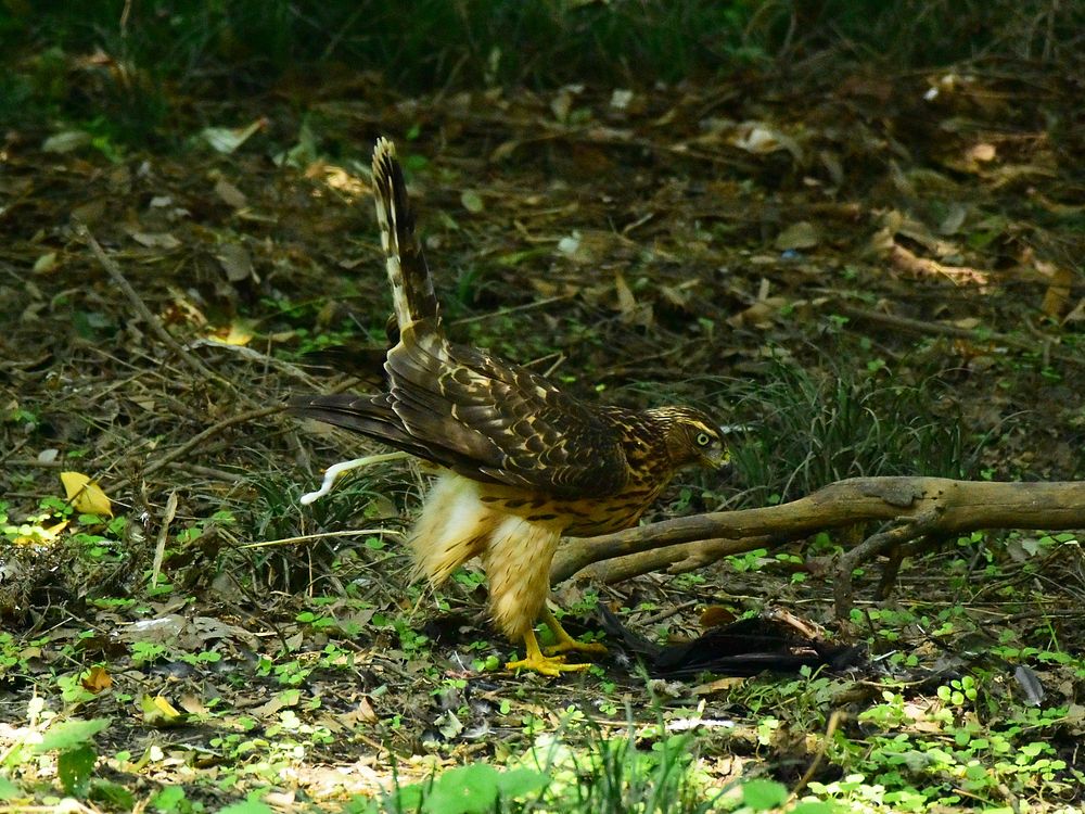 オオタカ幼鳥カラス解体ショー(2)・・・毟る!そして・・・_a0031821_14434775.jpg