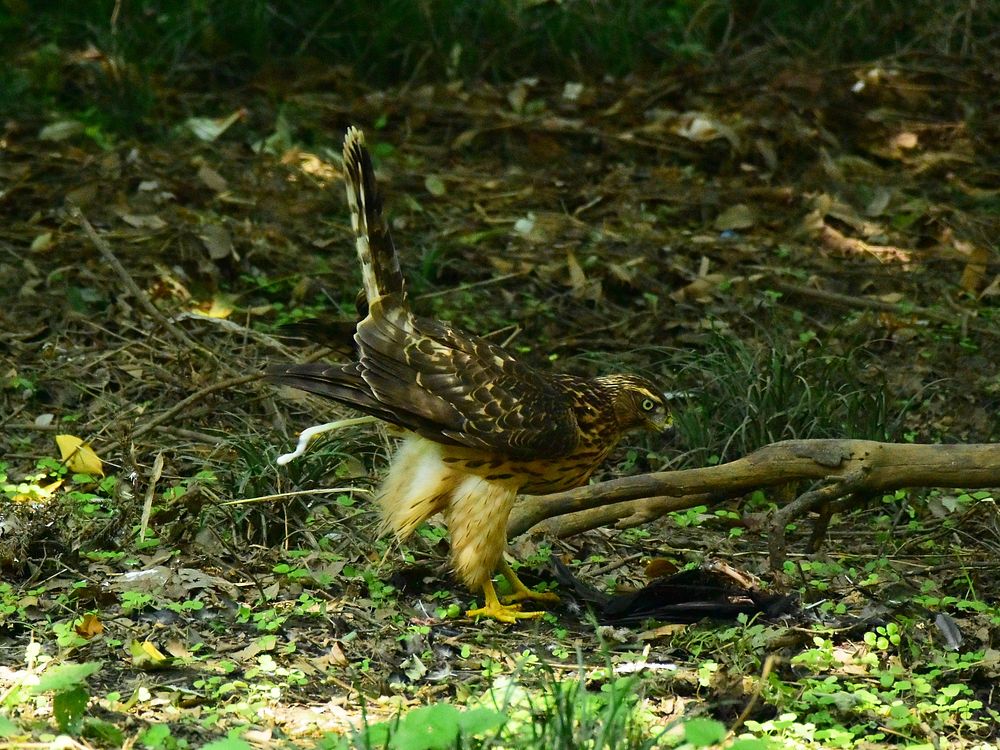 オオタカ幼鳥カラス解体ショー（２）・・・毟る！そして・・・_a0031821_14434775.jpg