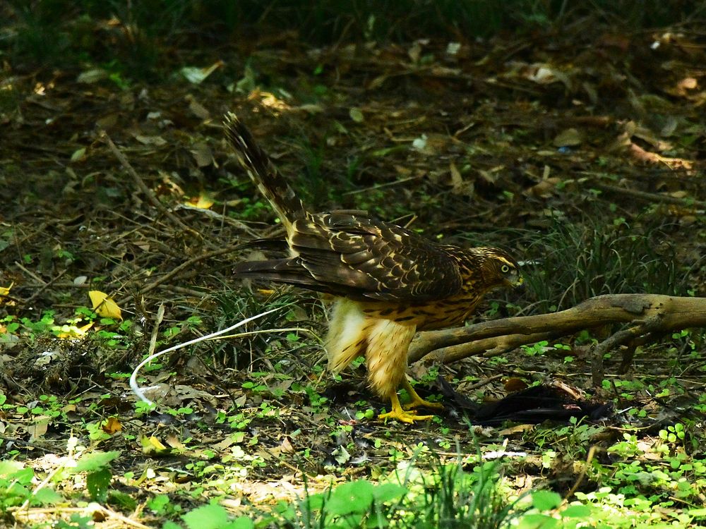 オオタカ幼鳥カラス解体ショー(2)・・・毟る!そして・・・_a0031821_14441939.jpg