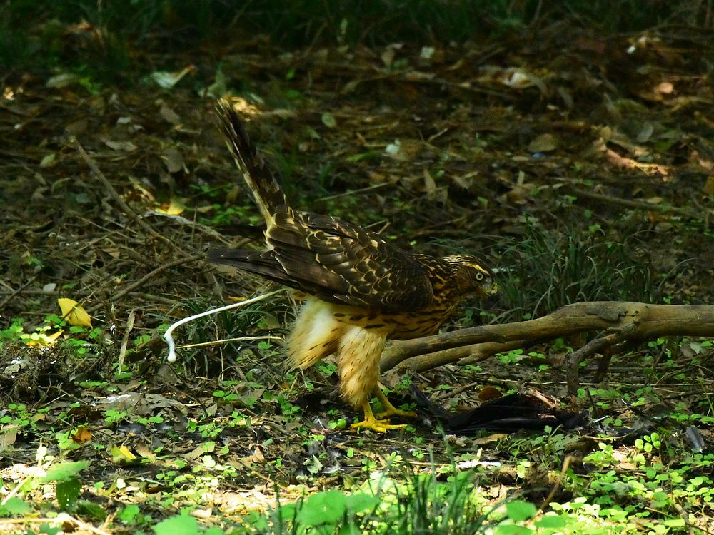 オオタカ幼鳥カラス解体ショー(2)・・・毟る!そして・・・_a0031821_1444353.jpg
