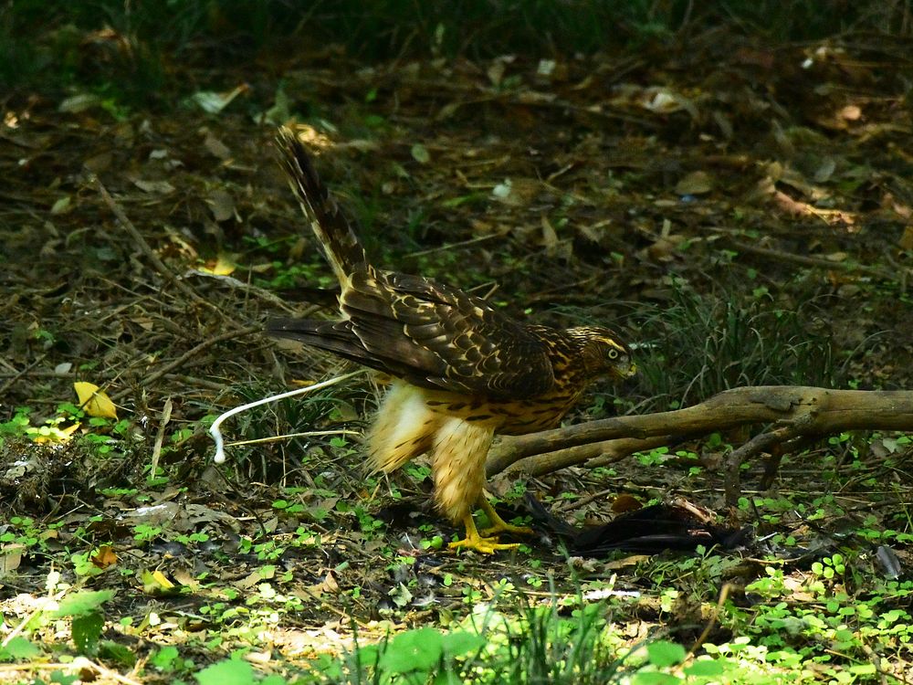 オオタカ幼鳥カラス解体ショー（２）・・・毟る！そして・・・_a0031821_1444353.jpg