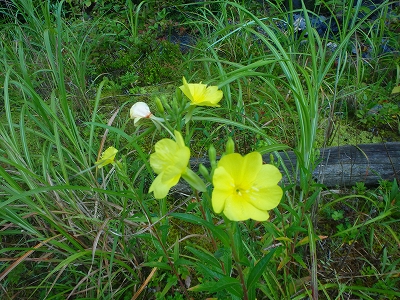 f0193521_1913067.jpg
