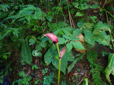 f0193521_1915226.jpg