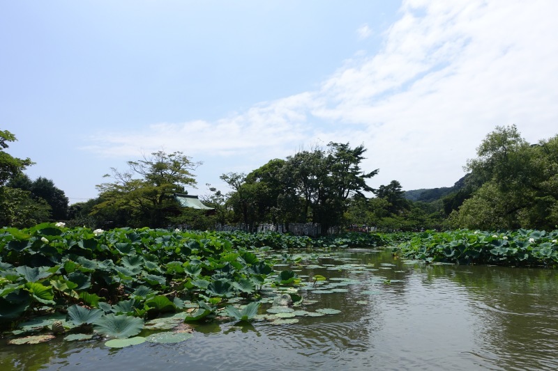 鎌倉散歩 ~gram整理券, 千花庵のお蕎麦, 鶴岡八幡宮の鳩, gramでリング購入~ _b0024832_12145066.jpg