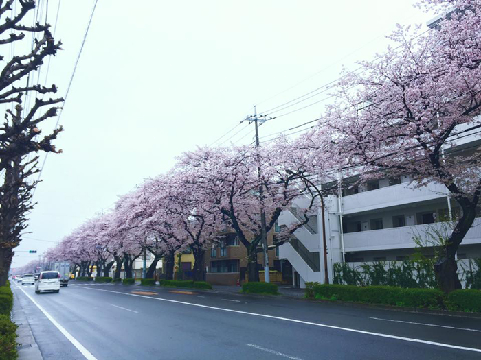 武蔵野市八幡町 / iPhone 6_c0334533_01211588.jpg