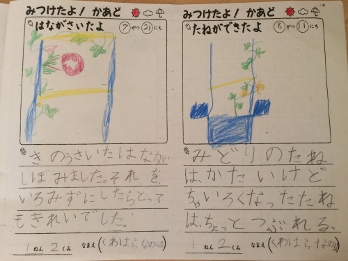 あさがおの観察日記 おくりものはナンニモナイ ２