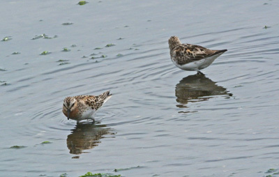 谷津干潟の旅鳥トウネン Red-necked Stint_f0206939_16041136.jpg