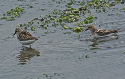 谷津干潟の旅鳥トウネン Red-necked Stint_f0206939_16051384.jpg