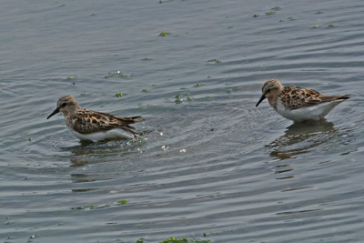 谷津干潟の旅鳥トウネン Red-necked Stint_f0206939_16053542.jpg