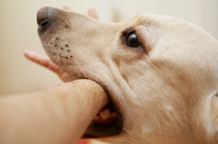 「人を噛まない犬はいない」_b0084241_22182029.jpg