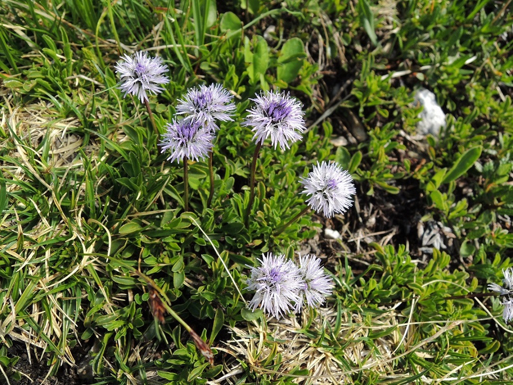 トリグラフ山の花　【付録】_a0286351_329291.jpg