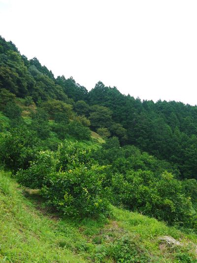 ザ・みかん 美味しく甘く育てるための匠の摘果作業 その2(十分な水を与え摘果で美味しく育てます)_a0254656_1933368.jpg