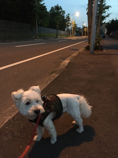 オオカミが出たっっ!!_a0337860_21015402.jpeg