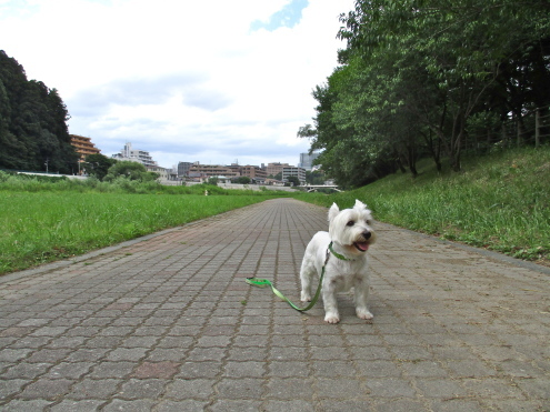なんでも採れる♪　広瀬川河原の収穫_c0260460_07140221.jpg