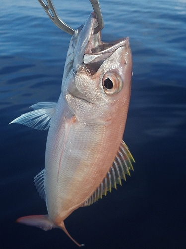 魚図鑑フエフキ系 その他 Pescador 釣り人 の日常