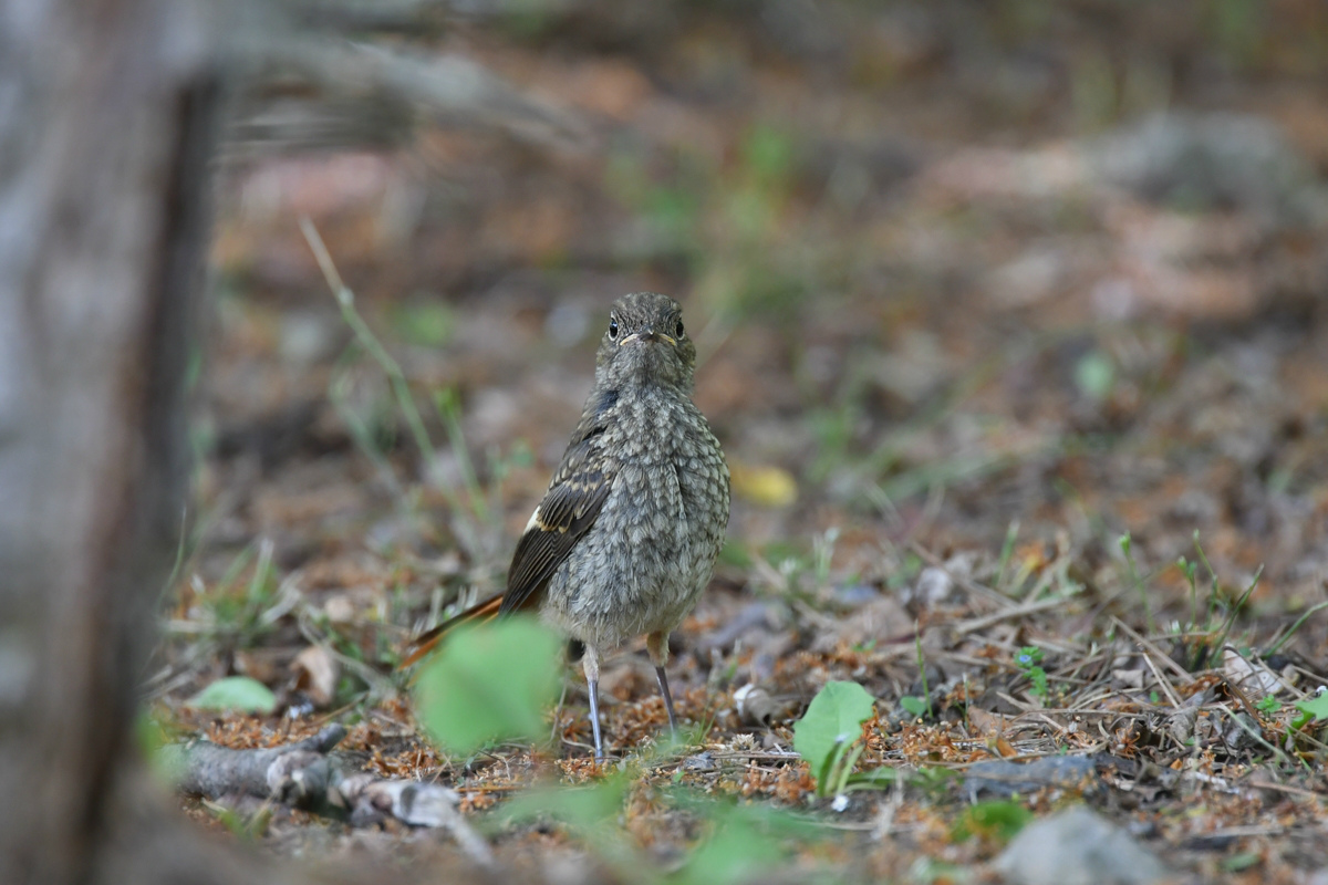ジョウビタキ幼鳥_f0053272_9501741.jpg