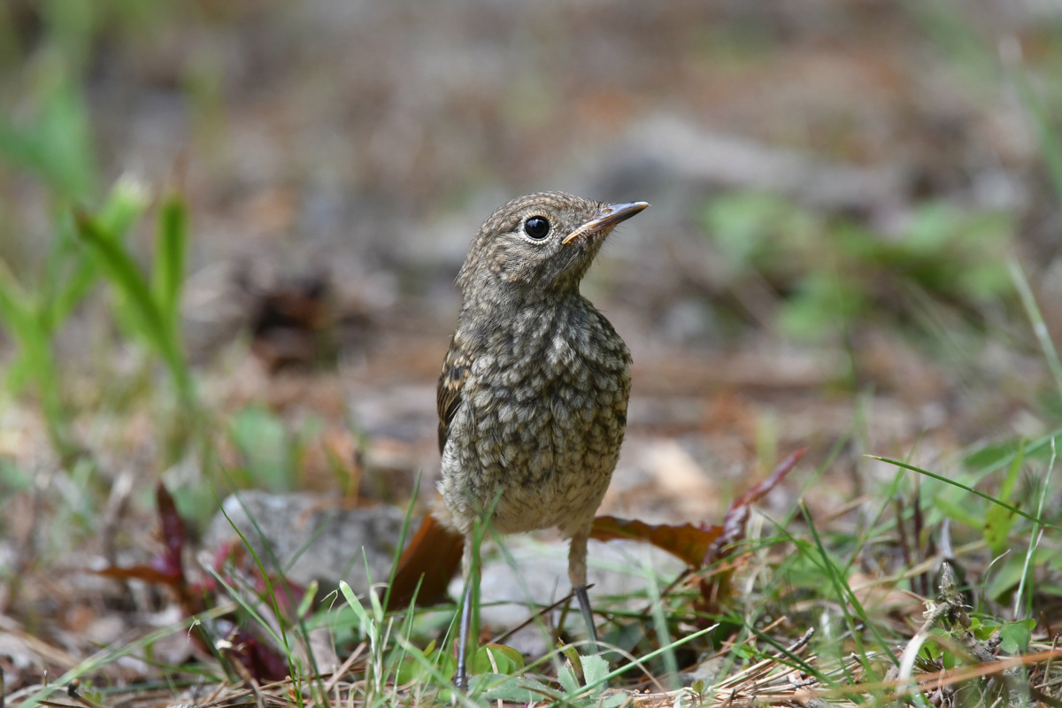 ジョウビタキ幼鳥_f0053272_9502849.jpg