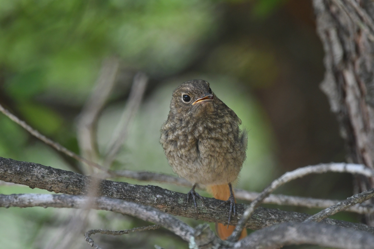 ジョウビタキ幼鳥_f0053272_9504418.jpg