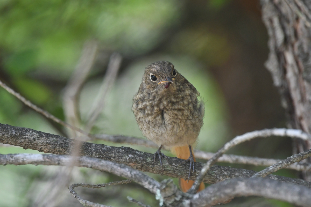 ジョウビタキ幼鳥_f0053272_9505740.jpg