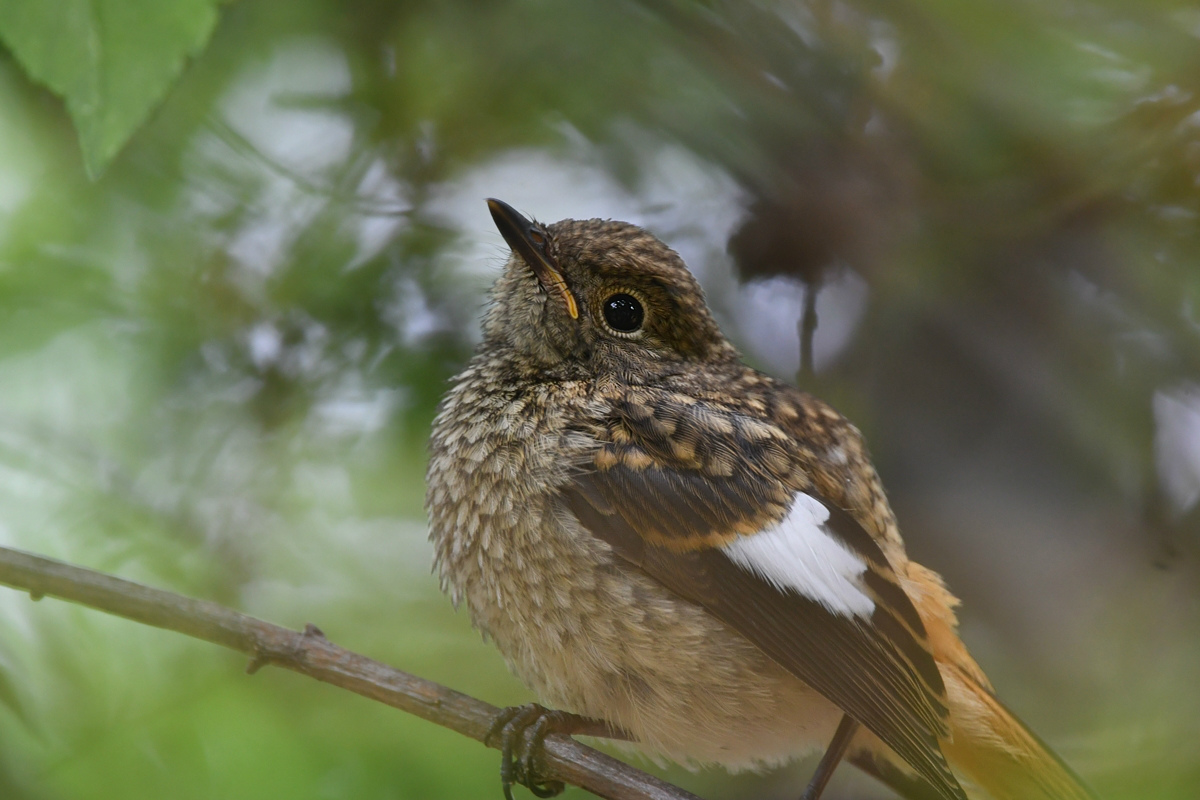 ジョウビタキ幼鳥_f0053272_9533916.jpg