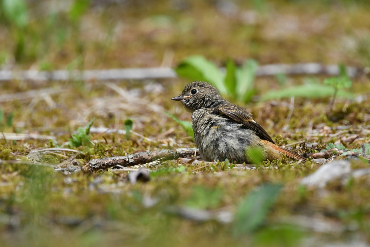 ジョウビタキ幼鳥_f0053272_9551217.jpg