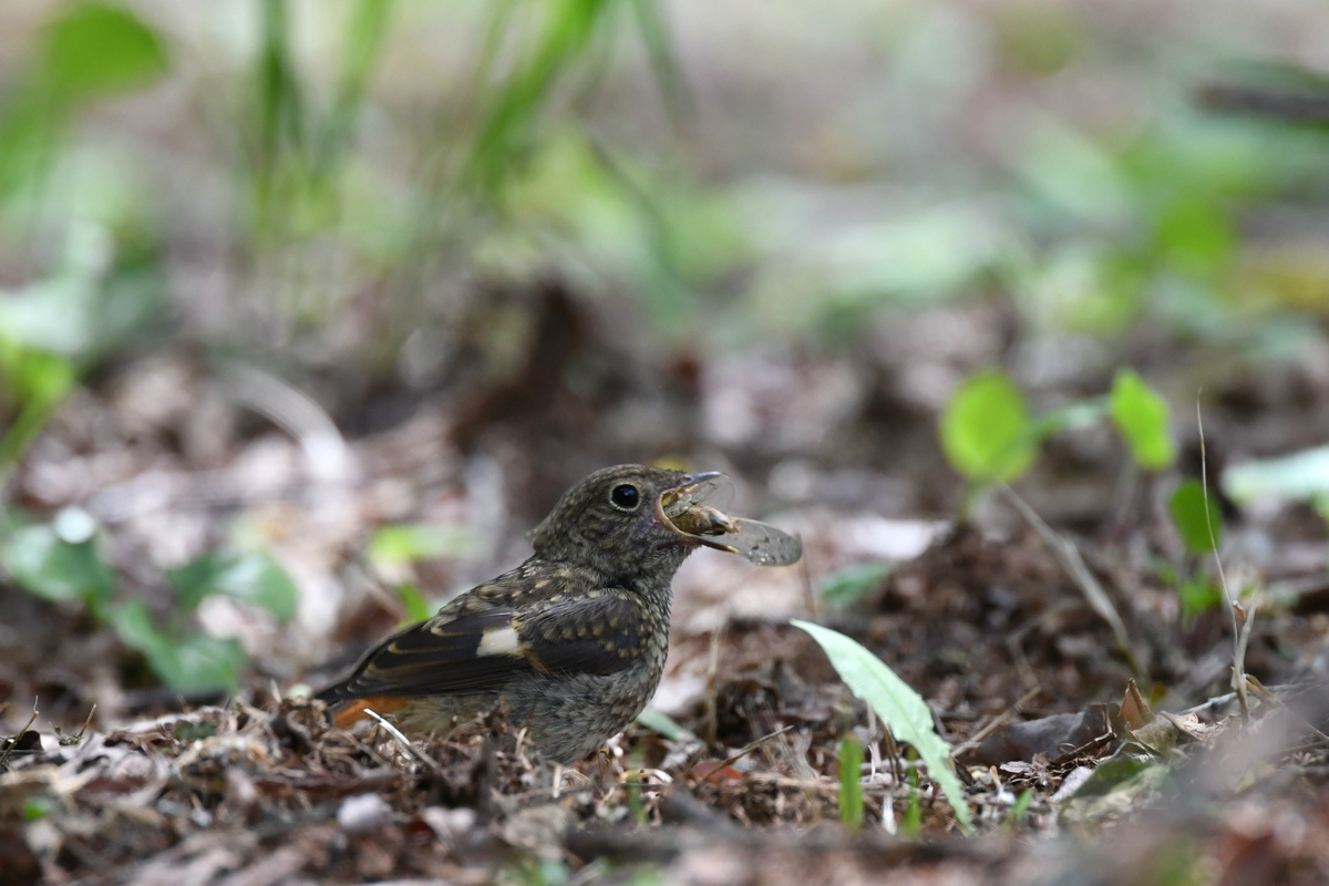 ジョウビタキ幼鳥_f0053272_9565212.jpg