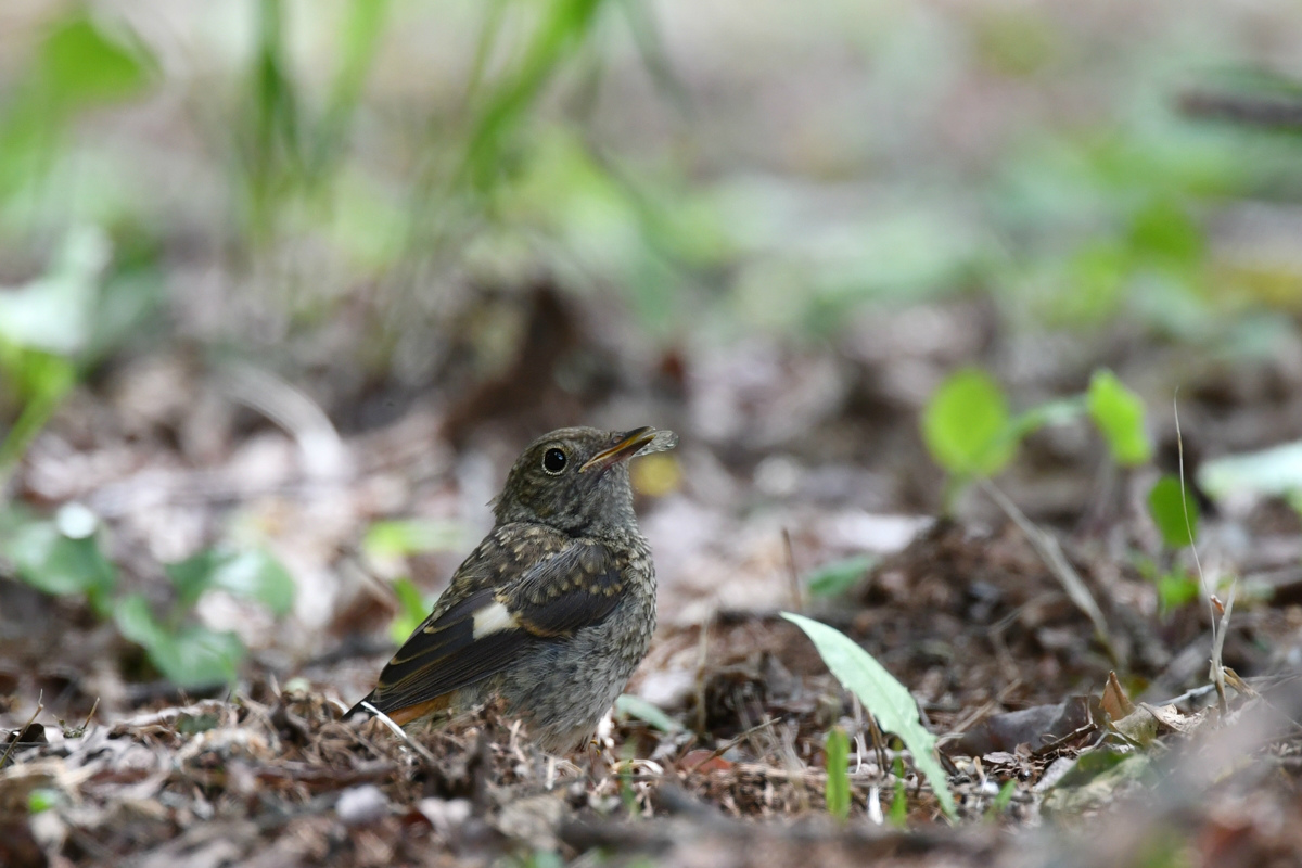 ジョウビタキ幼鳥_f0053272_9572349.jpg