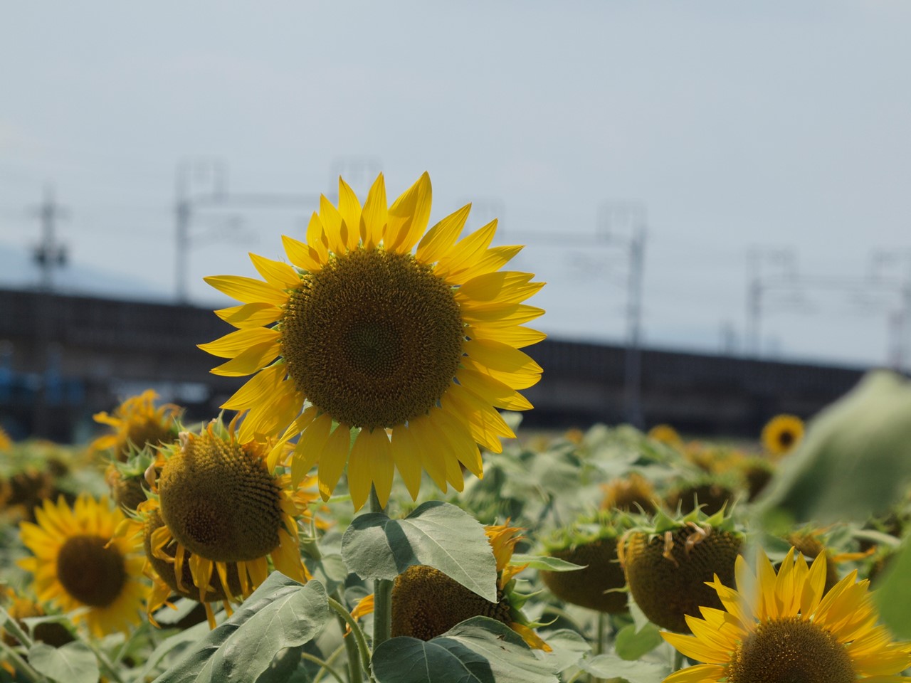 『ひまわり畑と東海道新幹線・・・』_d0054276_20383559.jpg