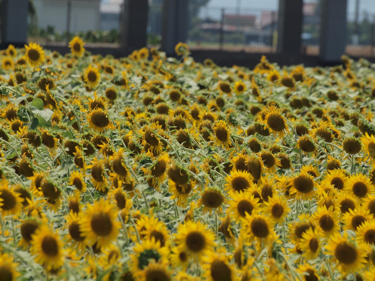 『ひまわり畑と東海道新幹線・・・』_d0054276_20391799.jpg