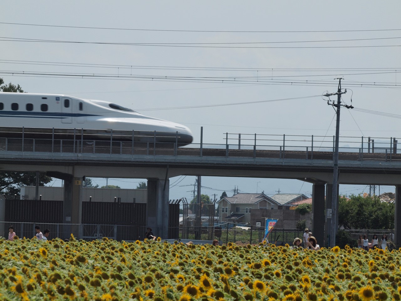 『ひまわり畑と東海道新幹線・・・』_d0054276_20411356.jpg