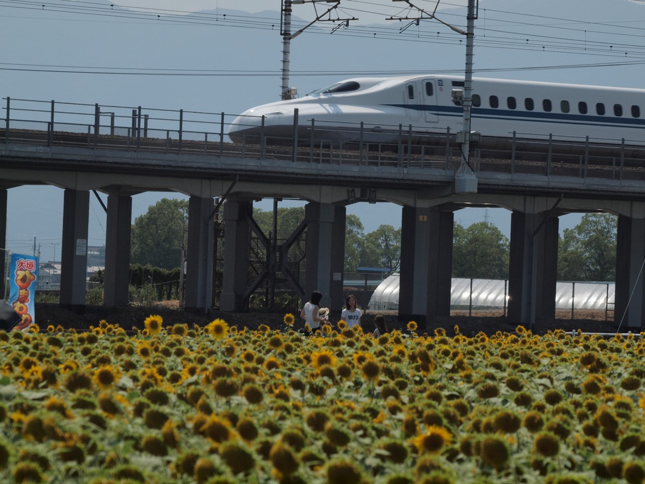 『ひまわり畑と東海道新幹線・・・』_d0054276_2044744.jpg