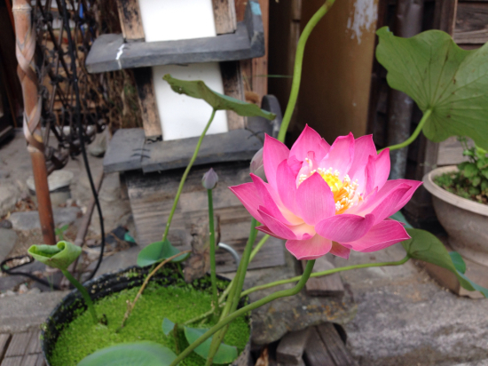夏休みのお知らせ_d0263487_19505905.jpg
