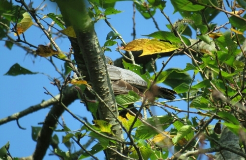 e0357387_12462161.jpg