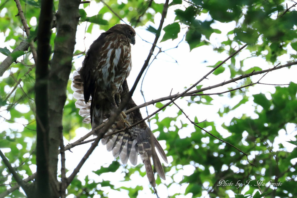 神社の野鳥_d0334006_09191770.jpg