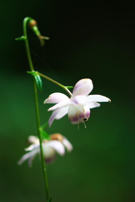 花之江の郷の夏の花1_a0263109_12593198.jpg