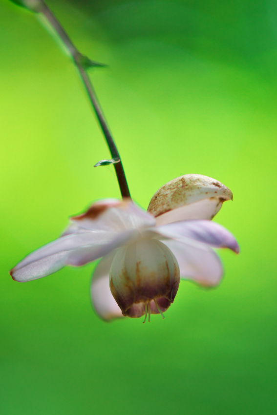 花之江の郷の夏の花1_a0263109_12593651.jpg