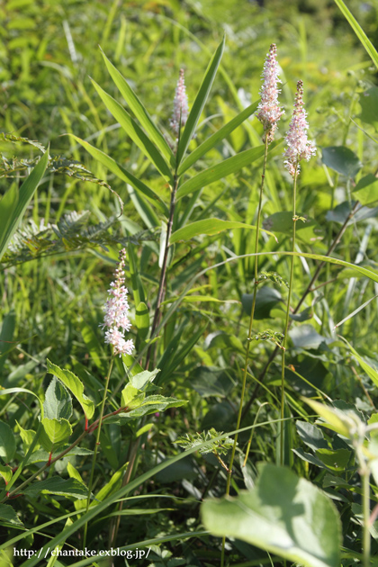 c0189013_15383937.jpg