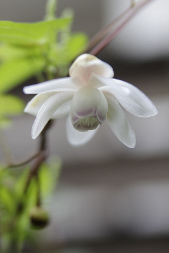 盆までには薔薇の剪定を！_a0309917_9415996.jpg