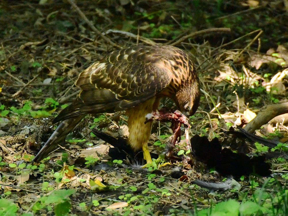 オオタカ幼鳥カラス解体ショー（３）_a0031821_11361379.jpg