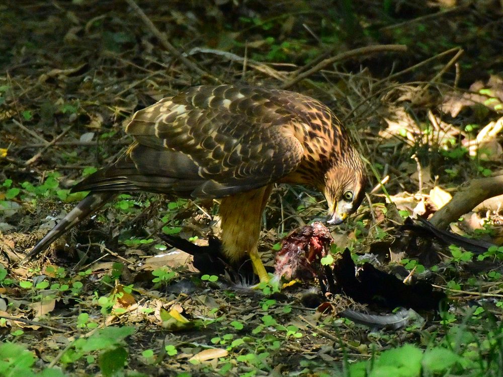 オオタカ幼鳥カラス解体ショー（３）_a0031821_11363072.jpg