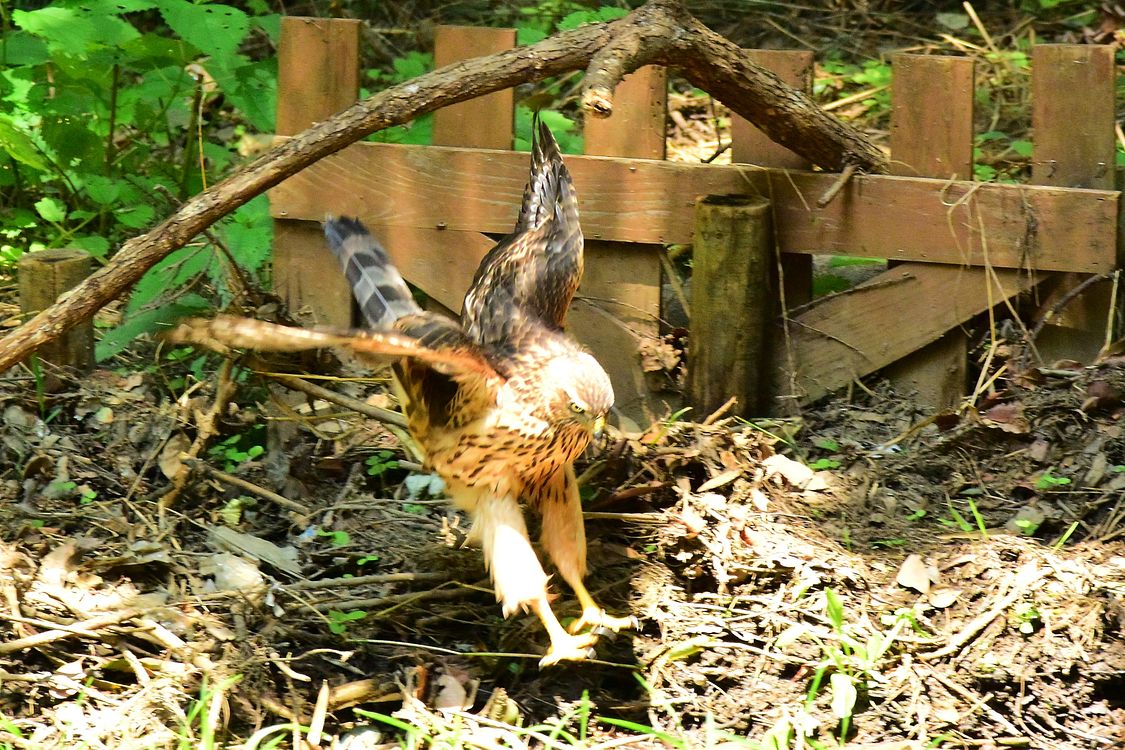 オオタカ幼鳥カラス解体ショー（３）_a0031821_11553476.jpg
