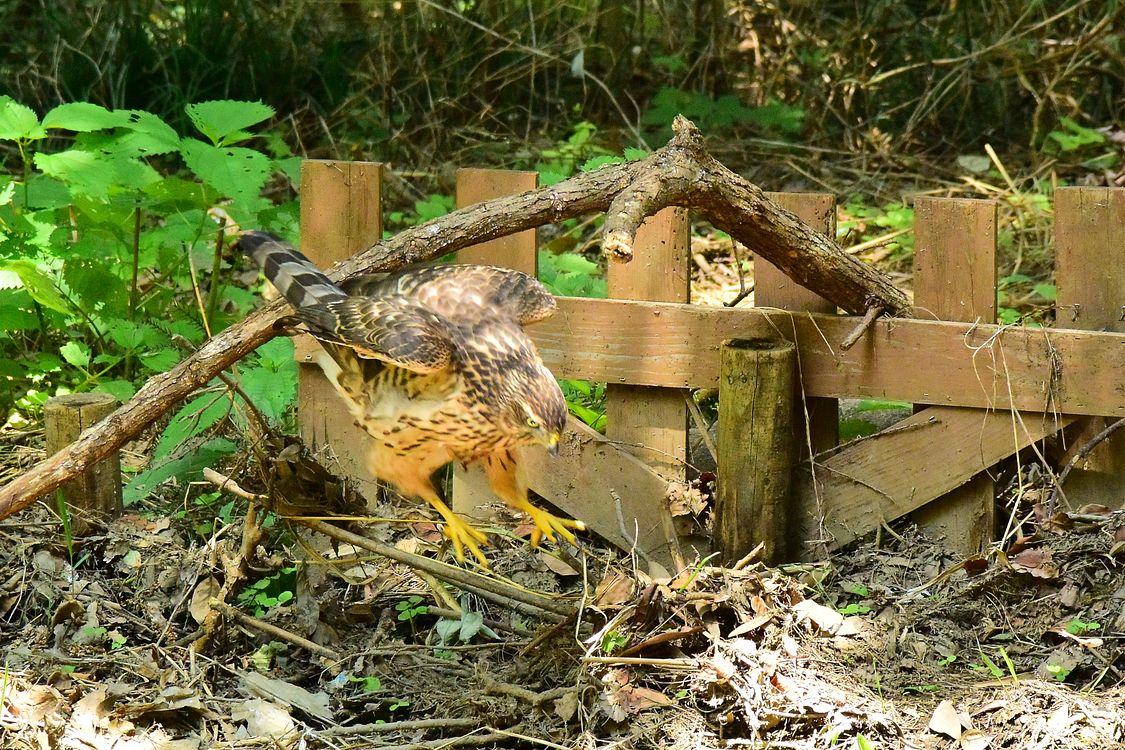 オオタカ幼鳥カラス解体ショー(3)_a0031821_1155364.jpg