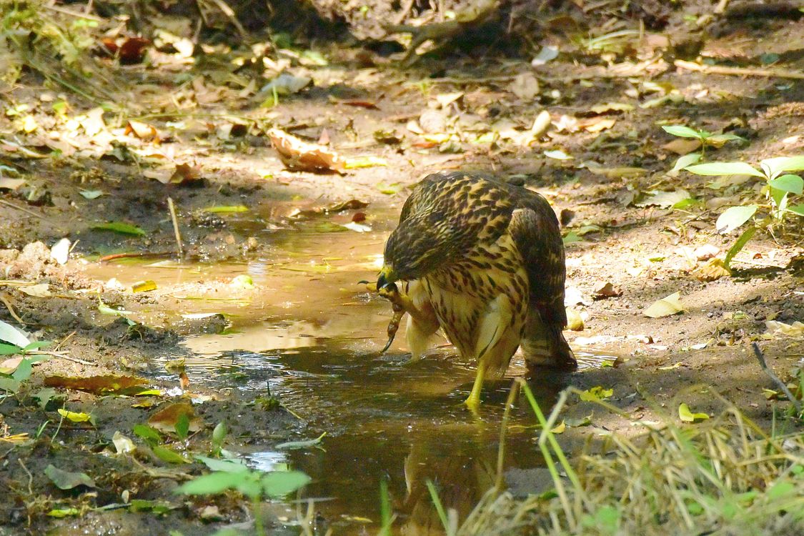 オオタカ幼鳥カラス解体ショー(3)_a0031821_11555168.jpg