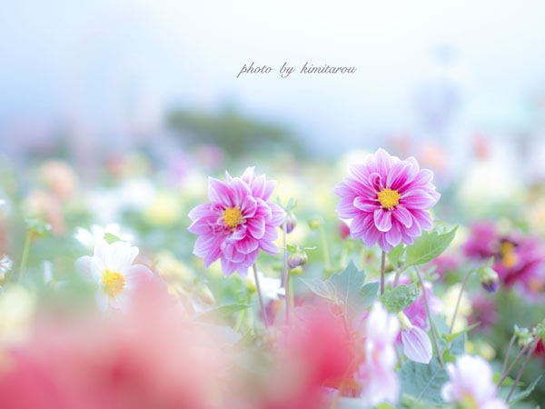 天空のダリア祭り Photographie De La Couleur