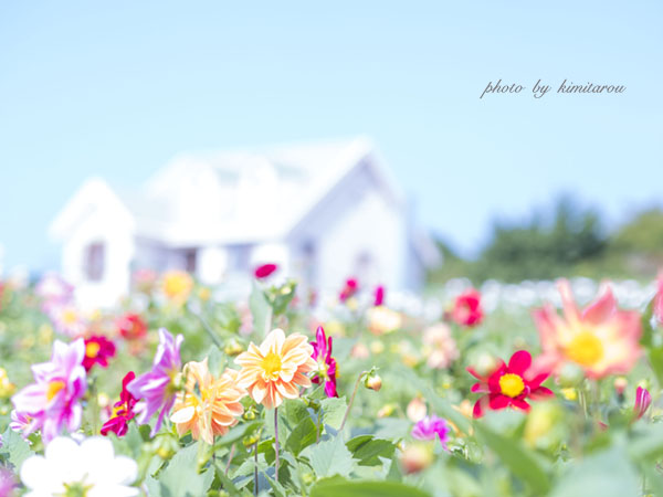 天空のダリア祭り Photographie De La Couleur